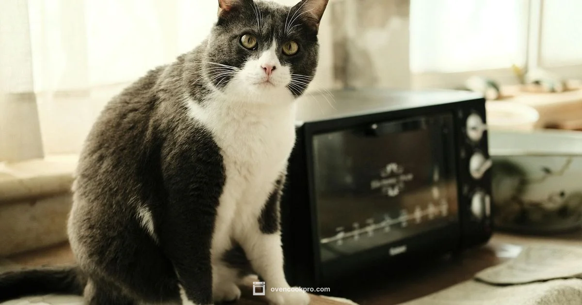 Air Fryer vs Toaster Oven Air Fryer vs Toaster Oven - Oven Cook Pro