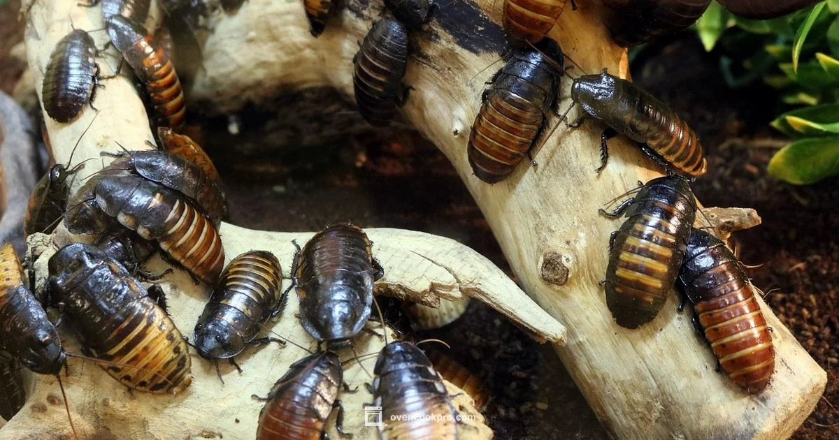 Oven Roach Guide - Oven Cook Pro