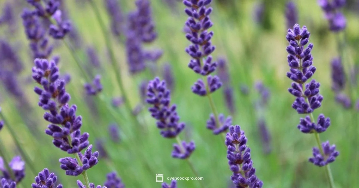 Oven Odor Guide - Oven Cook Pro