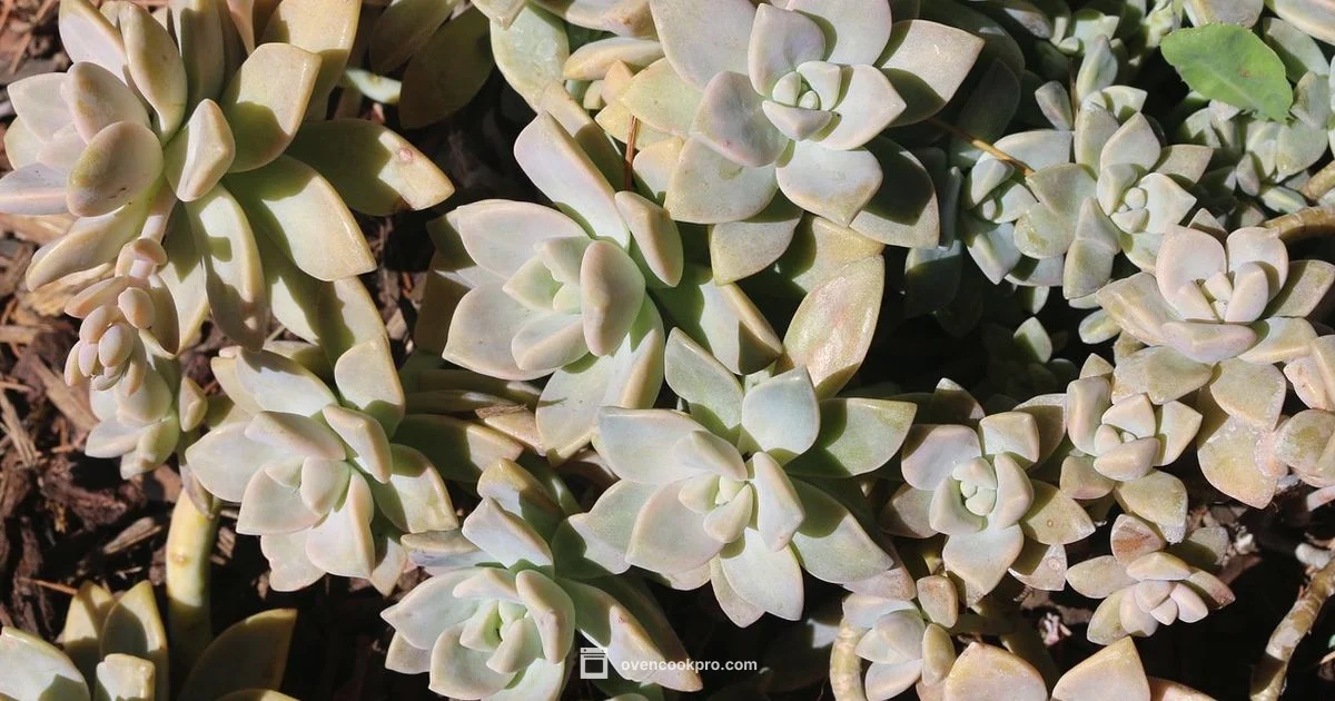 Solar Cooking Guide - Oven Cook Pro