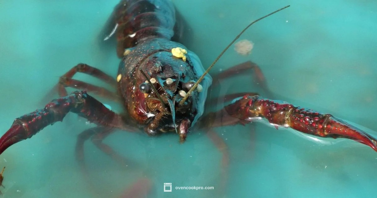Oven-Baked Lobster Tails - Oven Cook Pro